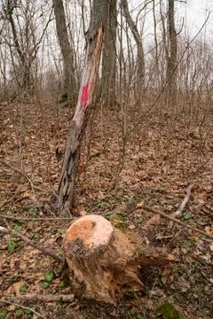 Red mark on the tree. Marked tree Stock Photos