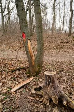 Red mark on the tree. Marked tree Stock Photos
