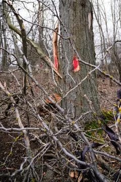 Red mark on the tree. Marked tree Stock Photos