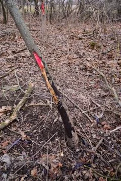 Red mark on the tree. Marked tree Stock Photos