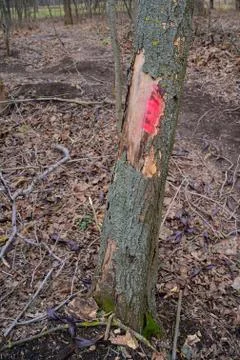 Red mark on the tree. Marked tree Stock Photos