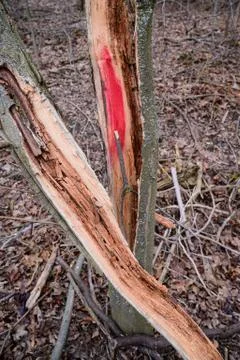 Red mark on the tree. Marked tree Stock Photos