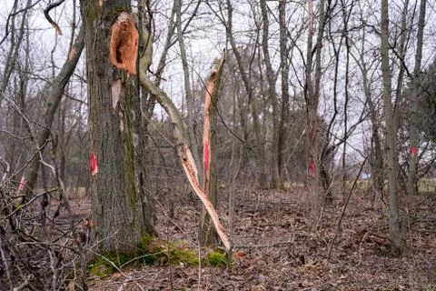 Red mark on the tree. Marked tree Stock Photos