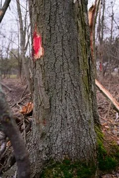 Red mark on the tree. Marked tree Foto stock