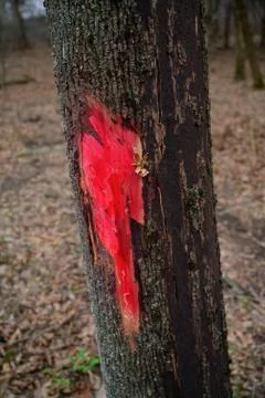 Red mark on the tree. Marked tree Stock Photos