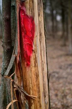 Red mark on the tree. Marked tree Stock Photos