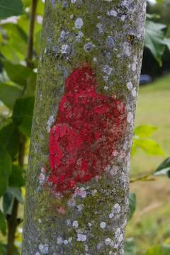 Red Marked Tree Difference Green Contrast Texture Macro Stock Photos