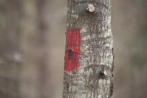Red Marked Tree 스톡 사진