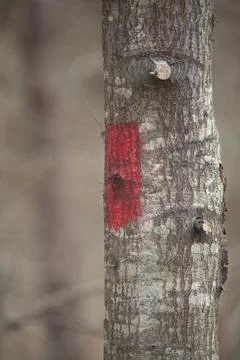 Red Marked Tree Stock Photos