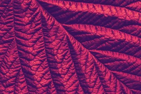 Red maroon macro leaf texture, abstract floral background Stock-Fotos