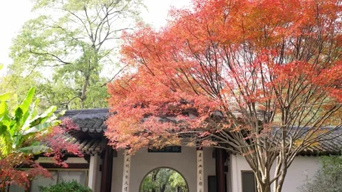 Red marple and classic building in hangzhou public park in autumn Stock Footage 166137520