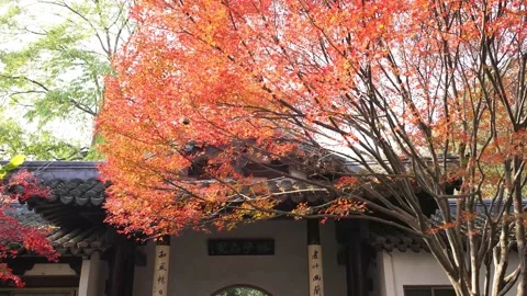 Red marple and classic building in hangzhou public park in autumn Stock Footage 166137591