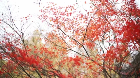 Red marple in late autumn Stock Footage 166137162