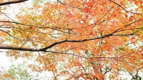 Red marple in late autumn Stock Footage 166137323