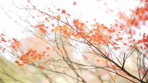 Red marple in late autumn Stock Footage 166137413