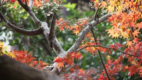 Red marple in late autumn Stock Footage 166137961