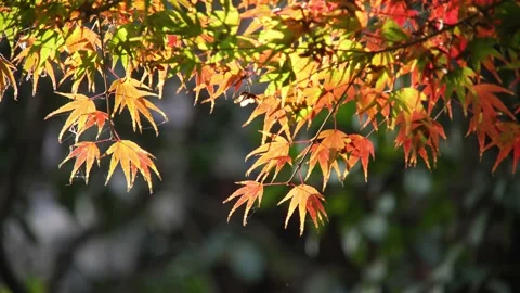 Red marple in late autumn Vídeo Stock 166138030