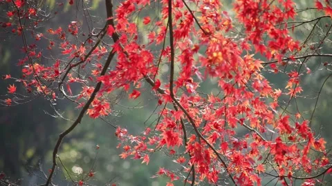 Red marple in late autumn Stock Footage 166138212