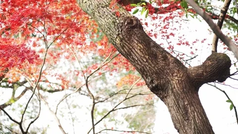 Red marple in late autumn Stock Footage 166138683