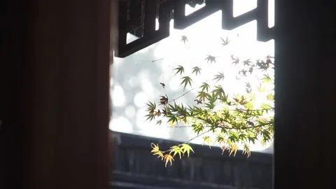 Red marple leaf from window of classic building in hangzhou public park in Stock Footage 166137904