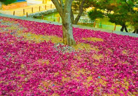 Red marple leaves fallen to the ground in Autumn season at South Korea Stock Photos