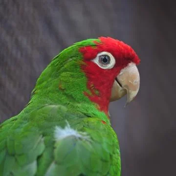 Red masked conure Stock Photos