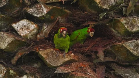 Red-masked parakeet pair nesting in palm trunk in Miraflores, Lima, Peru Stock Footage 309526353