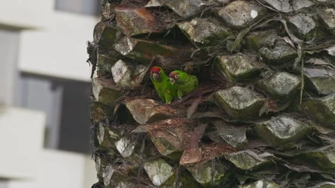Red-masked parakeet pair nesting on a palm trunk in Lima, Peru's urban habitat 스톡 동영상 309528009