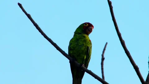 Red-masked parrot perched on dry branch with vivid sky backdrop in Peru 스톡 동영상 311101222