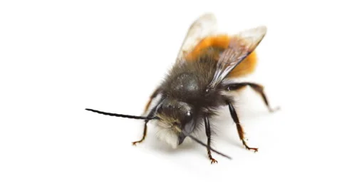 Red Mason Bee Stock Footage 47903479