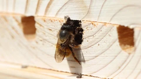 Red mason bee Stock Footage 240993807