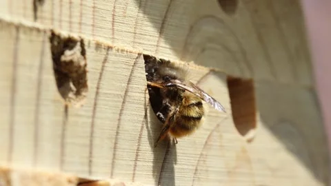 Red mason bee Stock Footage 240993812