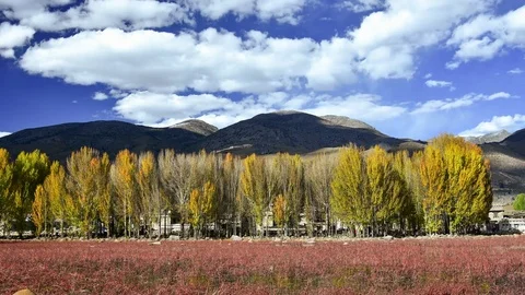 Red meadow under blue sky with Yellow Tree and Mountain in Daocheng, SiChuna, Stock Footage 77711951