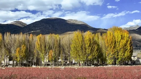 Red meadow under blue sky with Yellow Tree and Mountain in Daocheng, SiChuna, Stock Footage 77711963