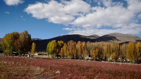 Red meadow under blue sky with Yellow Tree and Mountain in Daocheng, SiChuna, Stock Footage 77712031