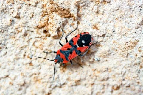 Red mediterranean insect Stock Photos