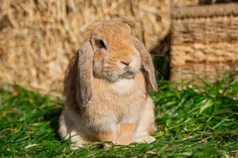 Red medium-sized lop-eared rabbit ram sits on green grass on a sunny day Stock Photos