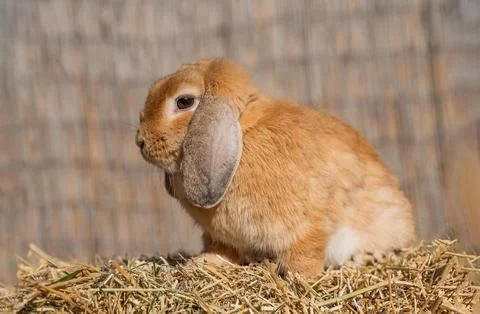 Red medium-sized lop-eared rabbit ram sits on dry grass on a sunny day  Photos