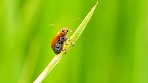 Red melon beetle on leaves. Stock-Footage 71429960