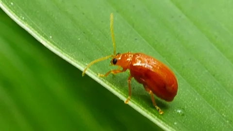 Red melon beetle on leaves. Video stock 74524108