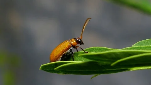 Red melon beetle on leaves. Stock Footage 74937970