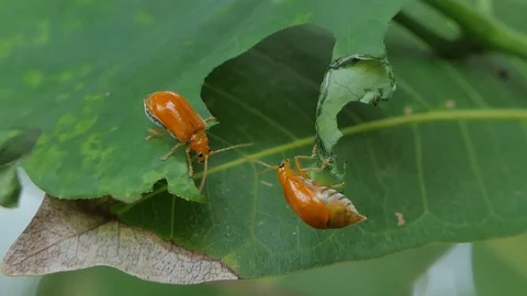 Red melon beetle on leaves. Stock Footage 115368667