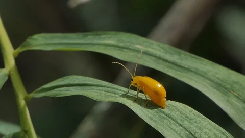 Red melon beetle on leaves. Stock Footage 116484355