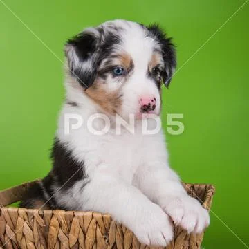 Lilac merle cheap australian shepherd