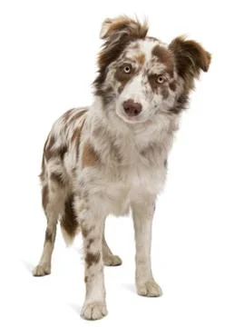 Red Merle Border Collie, 6 months old, in front of white background Stock Photos