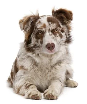 Red Merle Border Collie, 6 months old, lying in front of white background Stock Photos