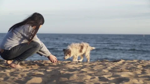 Red merle Border collie And Owner by The Sea Stock Footage 84904441