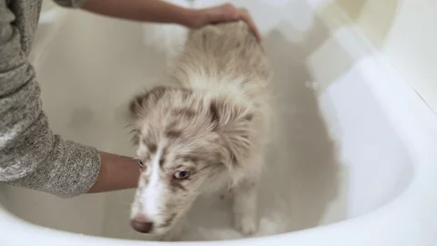 Red merle Border collie Bath Video stock 88261714