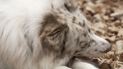 Red Merle Border Collie Chewing on Stick Stock Footage 99996561