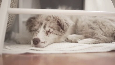 Red Merle Border Collie Falling Asleep on Blanket Stock Footage 84678992